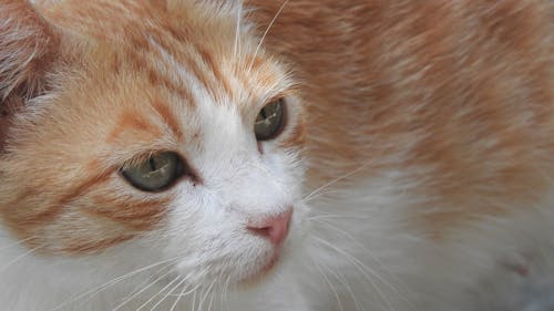 動物, 猫顔の無料の写真素材