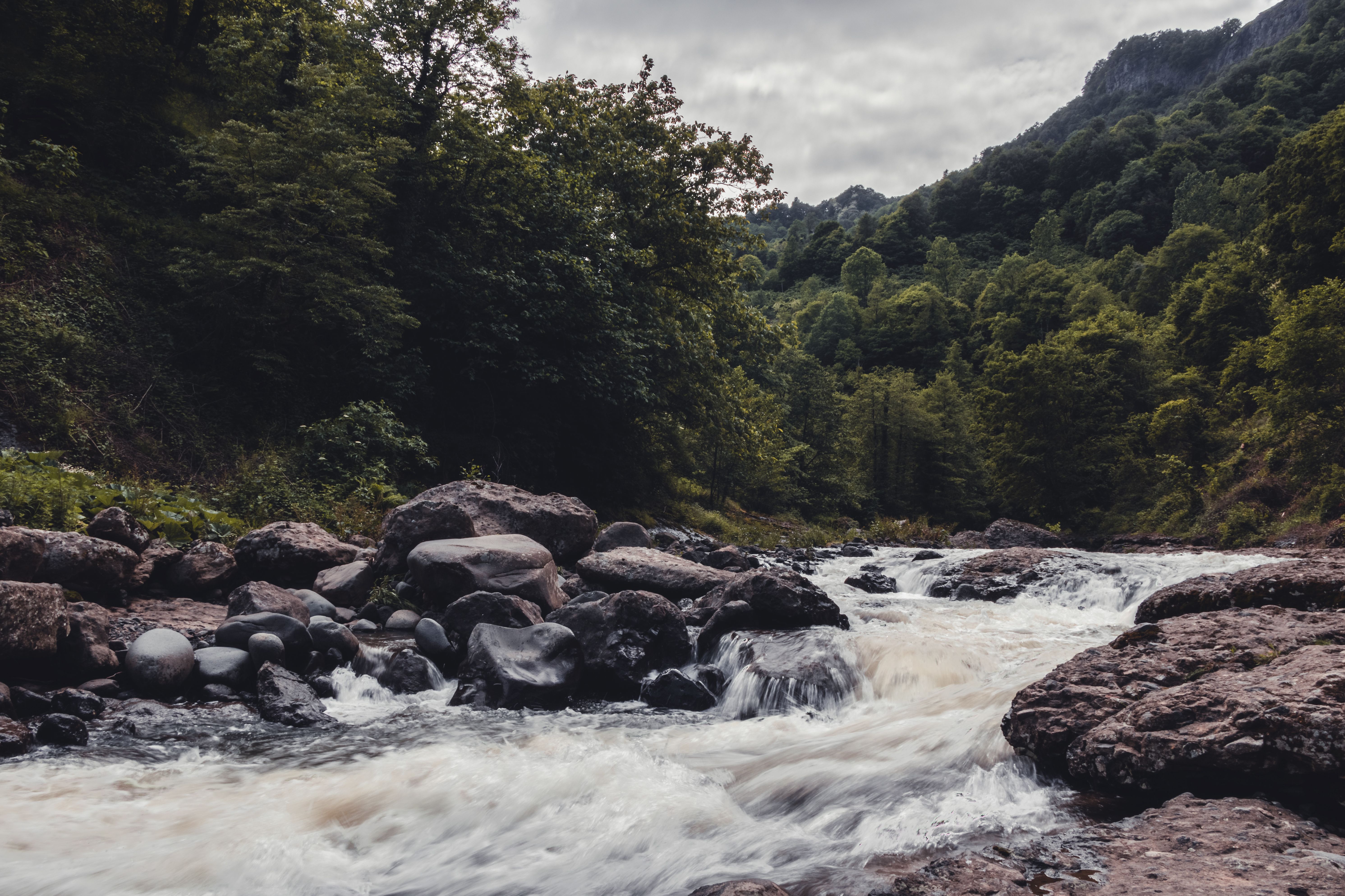 River in the Middle of Green Trees · Free Stock Photo