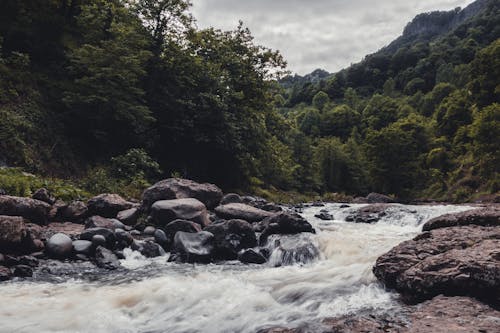 River in the Middle of Green Trees