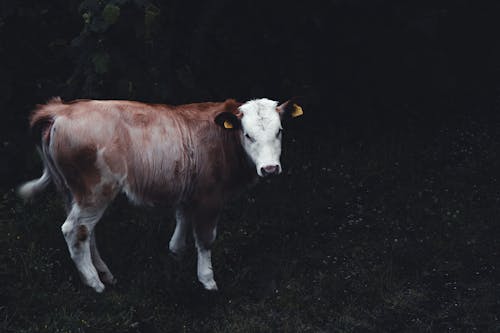 Gratuit Imagine de stoc gratuită din animal, animale domestice, bovină Fotografie de stoc