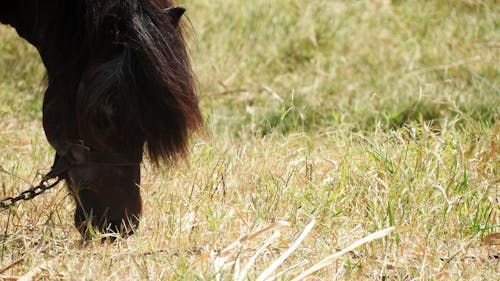 ポニー, 動物, 馬の無料の写真素材