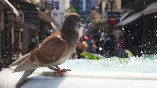 噴水, 鳩の無料の写真素材