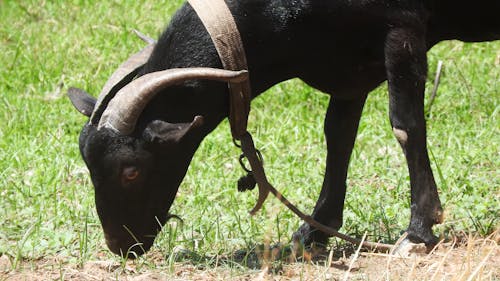 Foto d'estoc gratuïta de animal, cabra, ramaderia