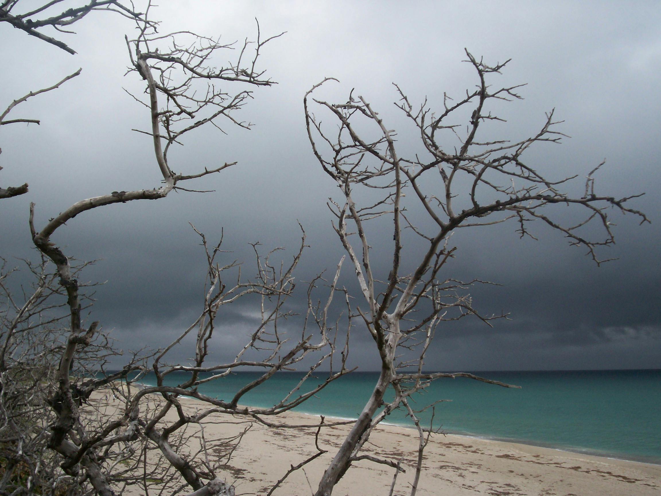 Free stock photo of bare trees, beach, storm