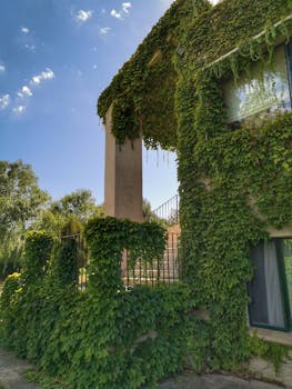 Charming Spanish house covered in lush climbing vines, offering a serene natural aesthetic.