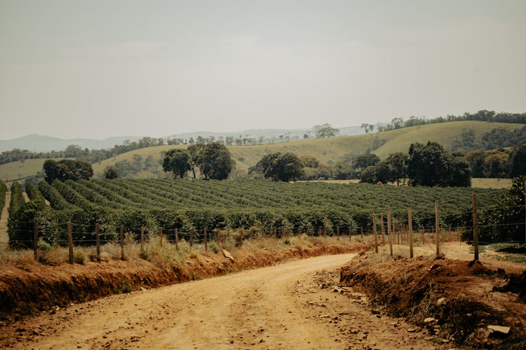 Ground Road Near Orchard