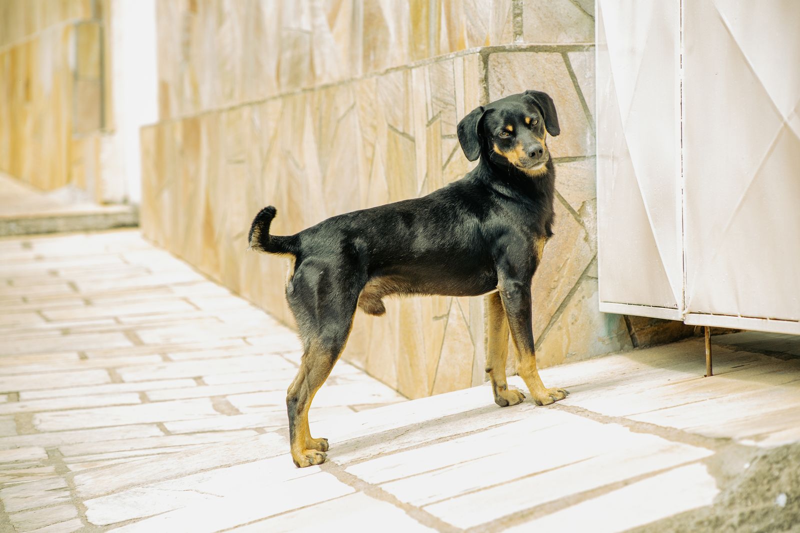 Adult German Pinscher standing outdoors, photo by Lucas Pezeta on Pexels