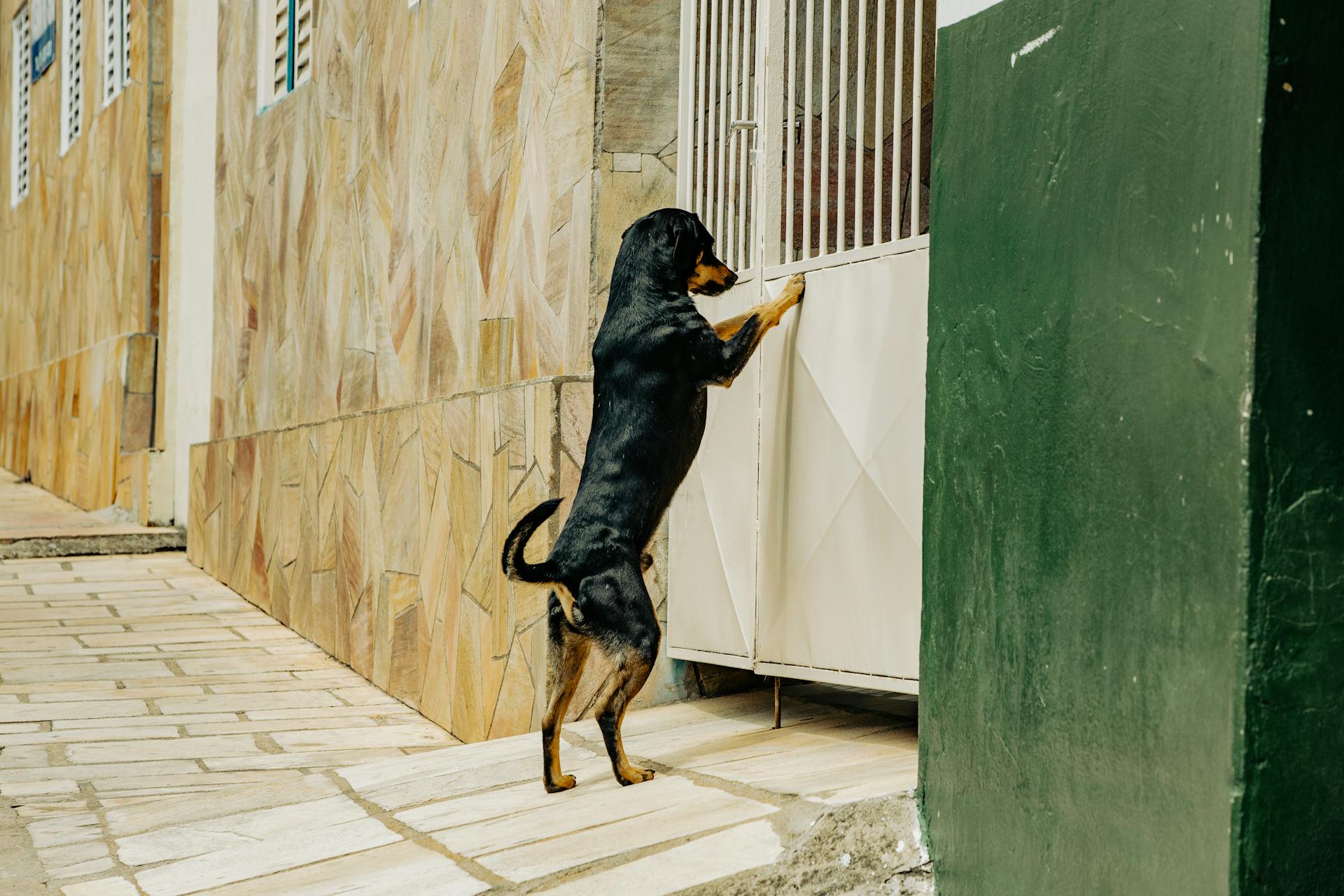 Black and Brown Dog Standing In Front of a Gate