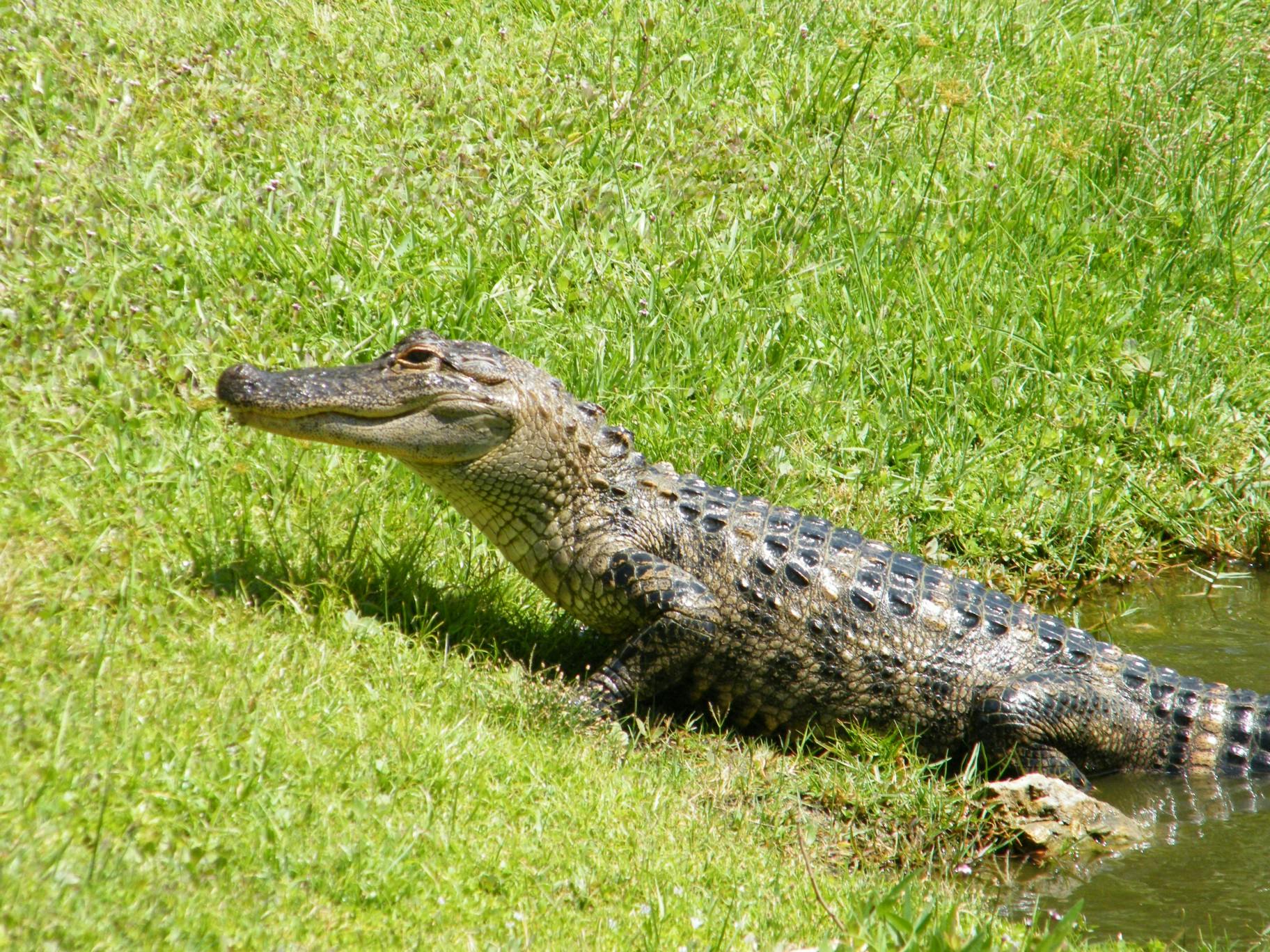 Free stock photo of alligator, american alligator