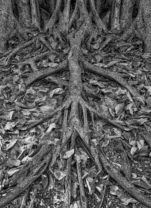 Grayscale Photo of Tree Branches