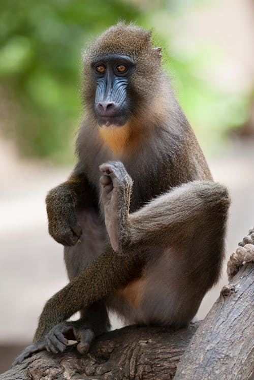 動物攝影, 可愛, 哺乳動物 的 免費圖庫相片