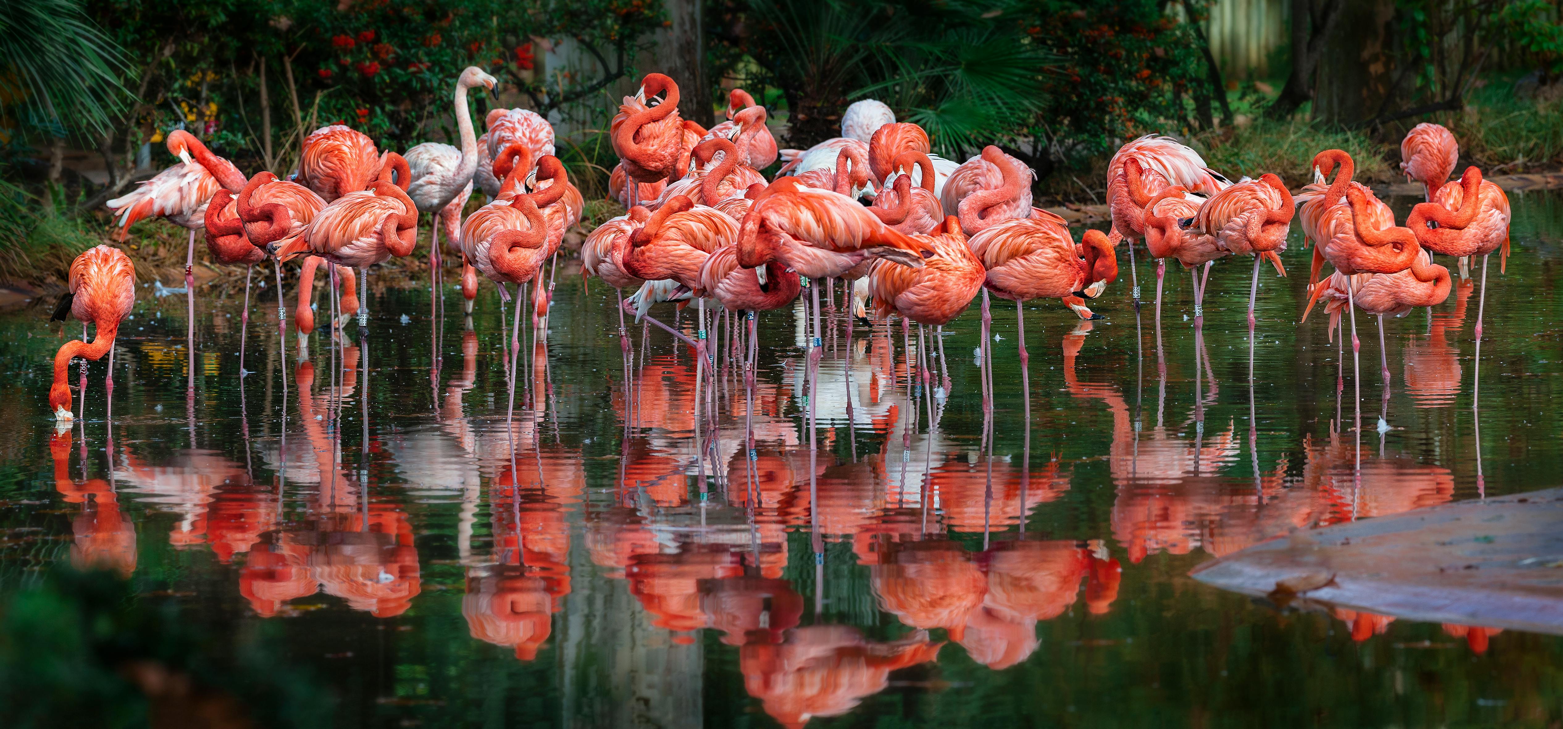 Flamingo Colony — Fuente Piedra Night