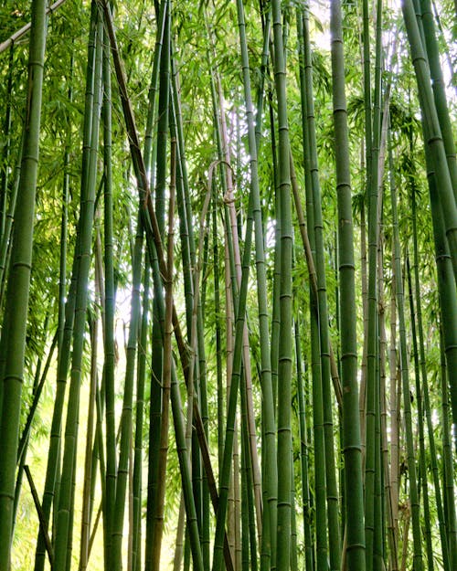 Foto profissional grátis de árvores de bambu, bosco