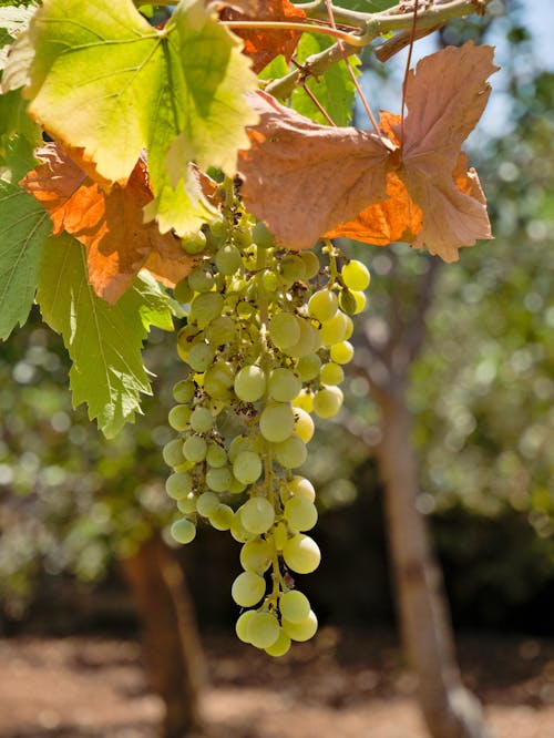 Foto profissional grátis de uvas, uvas verdes