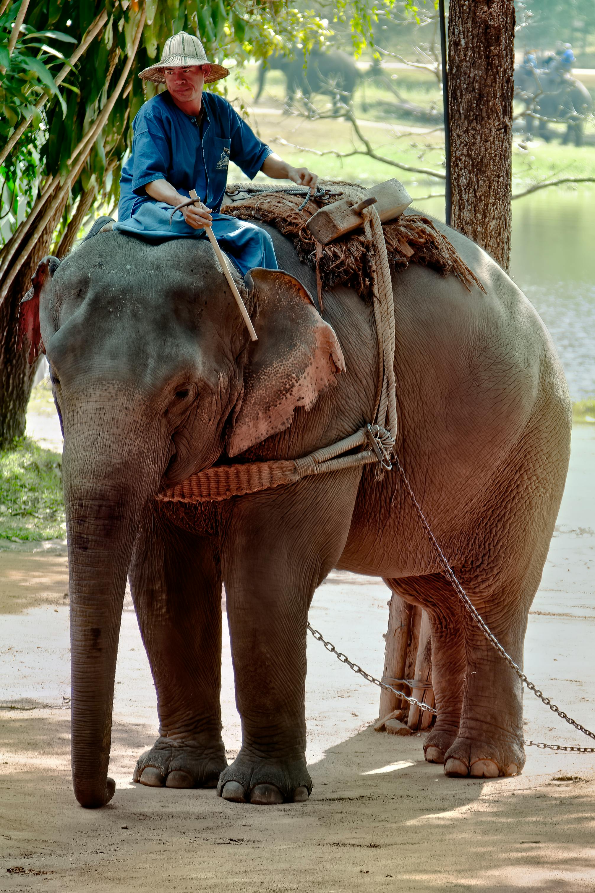 Man riding an elephant, representing elephant riding tourism.