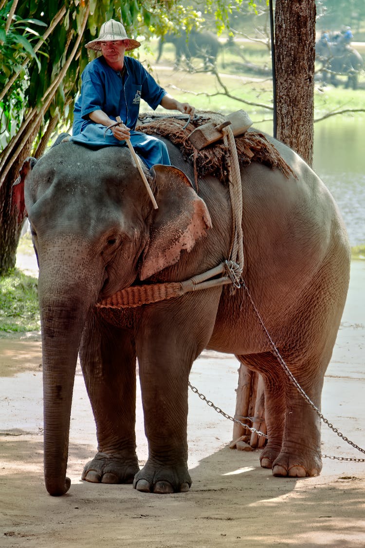 Man In Blue Shirt Riding On Elephant