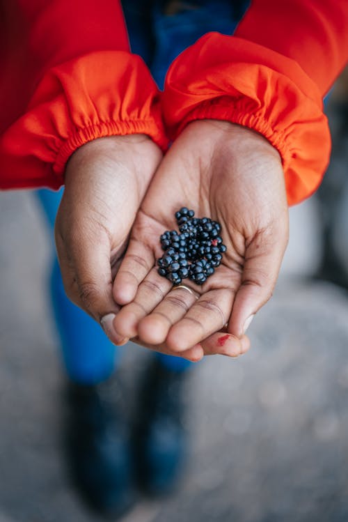 Blackberries on Person's Hand