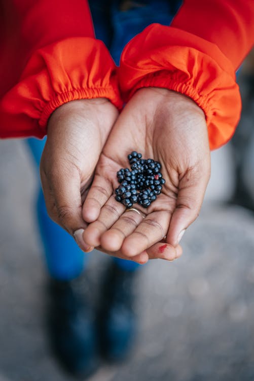 Δωρεάν στοκ φωτογραφιών με blackberries, γκρο πλαν, επιλεκτική εστίαση