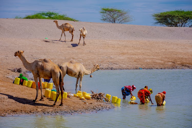 Women Getting Water In Canisters And Camels Waiting Ashore 