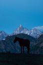 Silhouette of a Horse Near Mountains