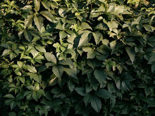 Free Close-up of lush green leaves basking in natural sunlight, creating a vibrant and refreshing scene. Stock Photo
