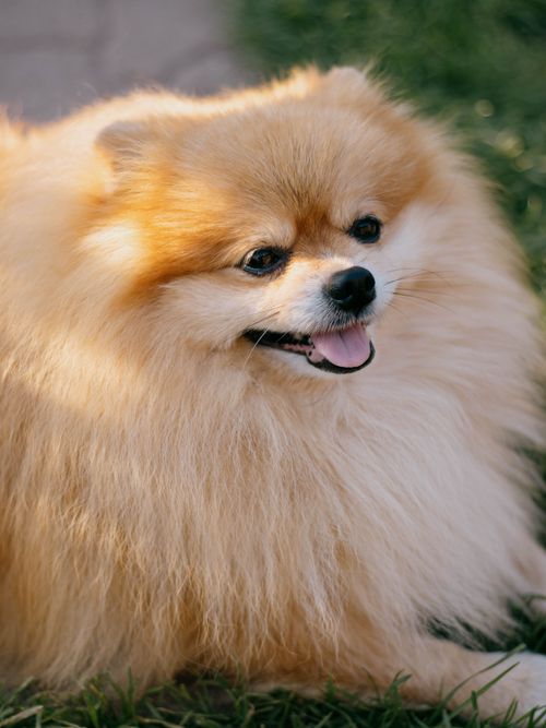 Free Adorable Pomeranian dog with fluffy fur lying on grass in a sunny outdoor setting. Stock Photo