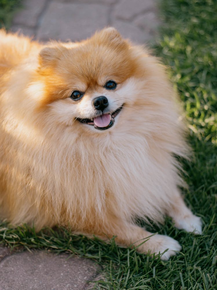 Brown Pomeranian Puppy On Green Grass