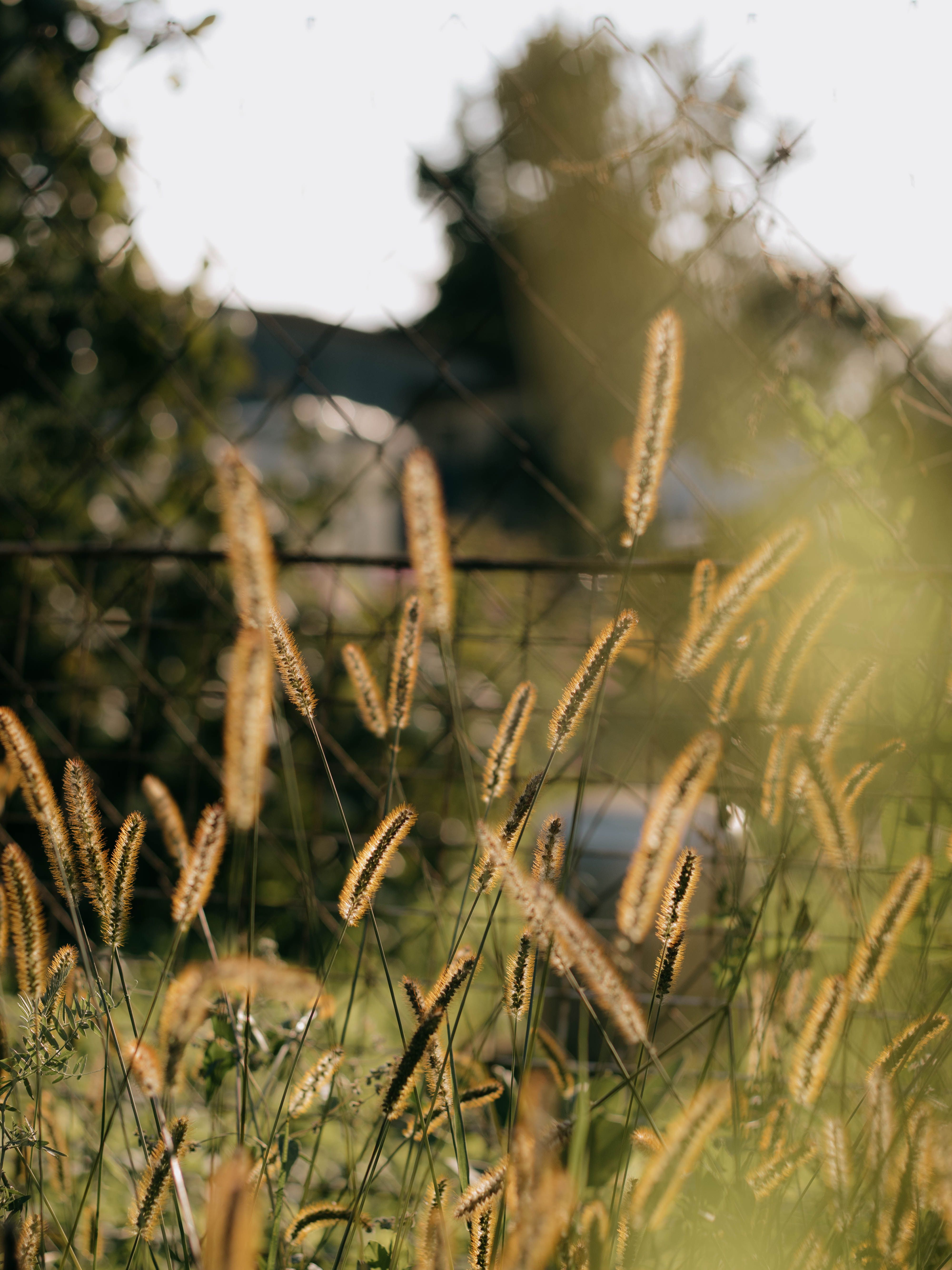 Blurred background featuring golden grass and a metal fence under warm sunlight, creating a serene autumn scene.
