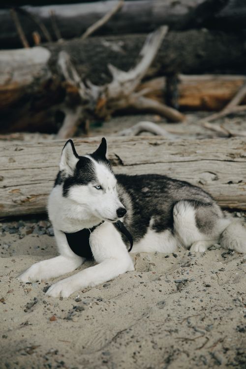 Free A Siberian Husky with striking eyes relaxes on a sandy beach beside driftwood. Stock Photo