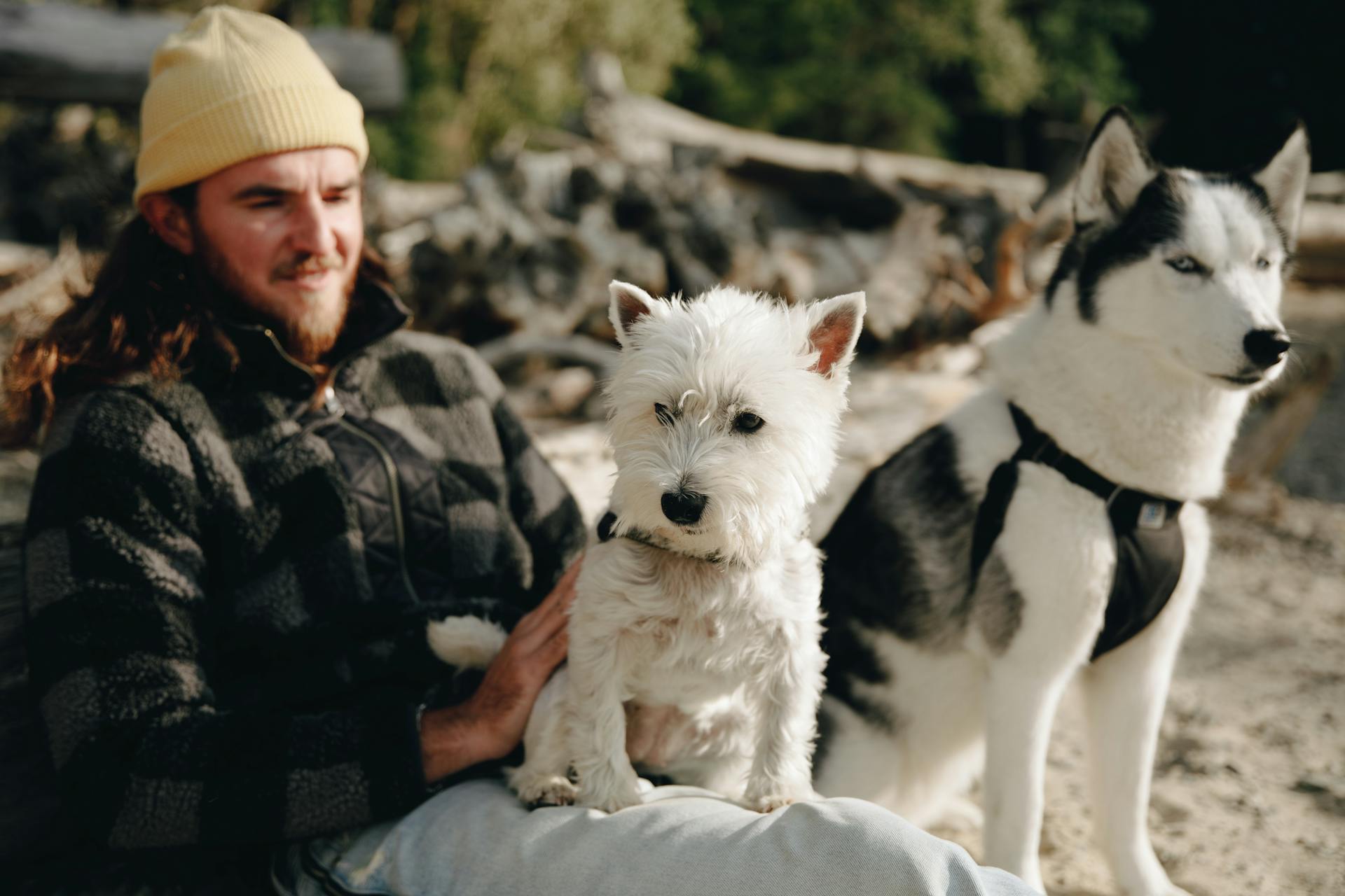 Een witte hond en een husky zitten met een man