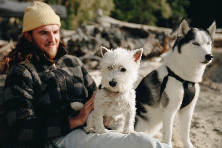 A White Dog And A Husky Sitting With A Man 