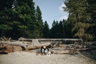 White and Black Short Coated Dog on Brown Sand Near Green Trees