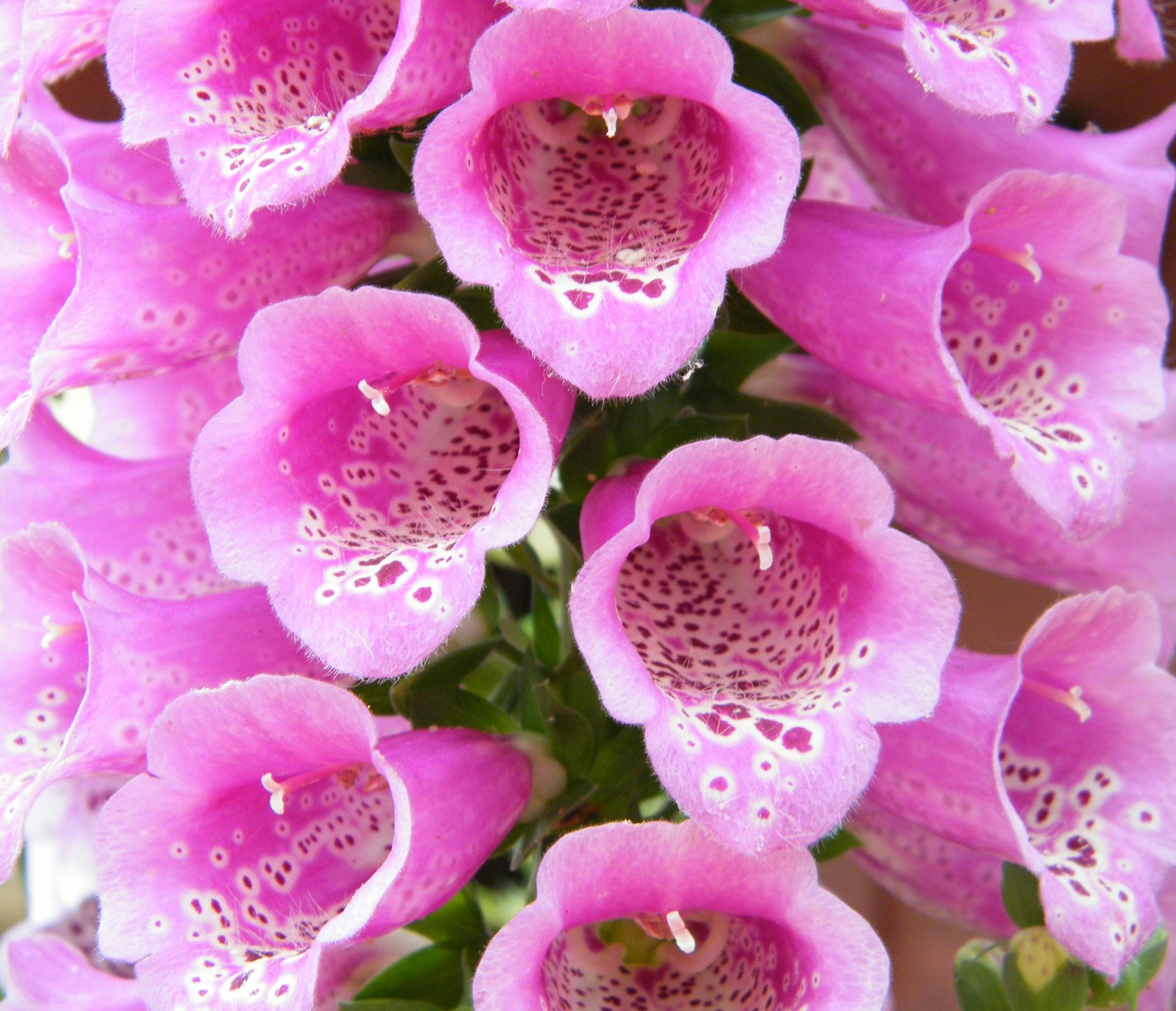 Free stock photo of pink bell flowers, pink flowers