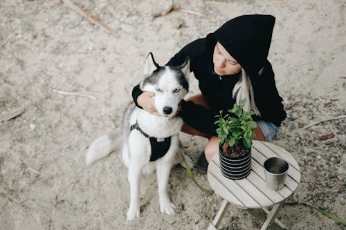 Foto d'estoc gratuïta de acariciant, amb caputxa, animal domèstic