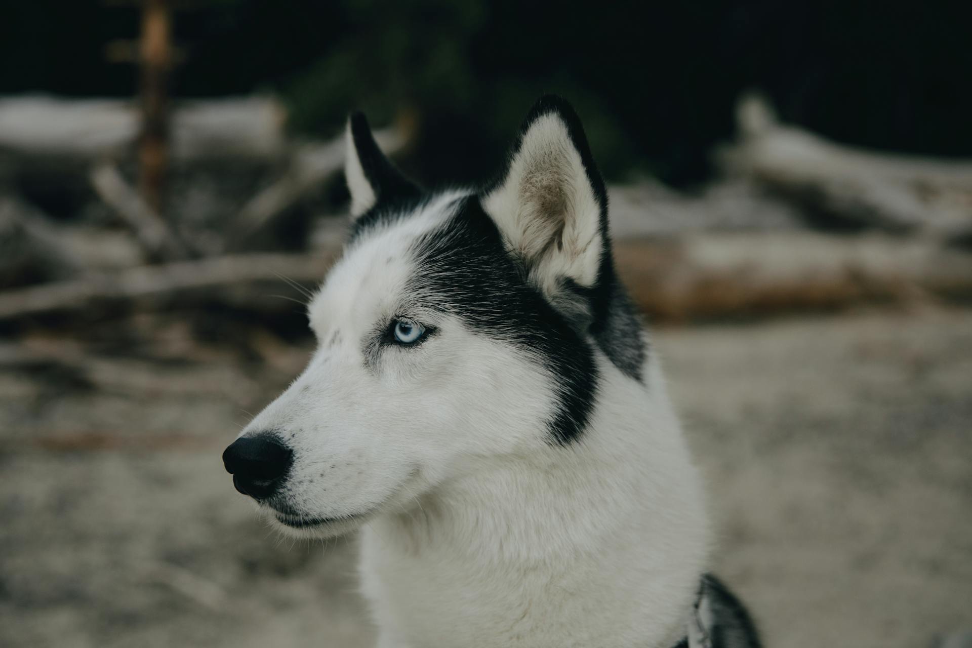 Close-Up Shot of a Siberian Husky