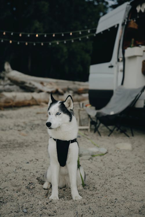 Gratis stockfoto met bestelbus, camperbusje, dierenfotografie