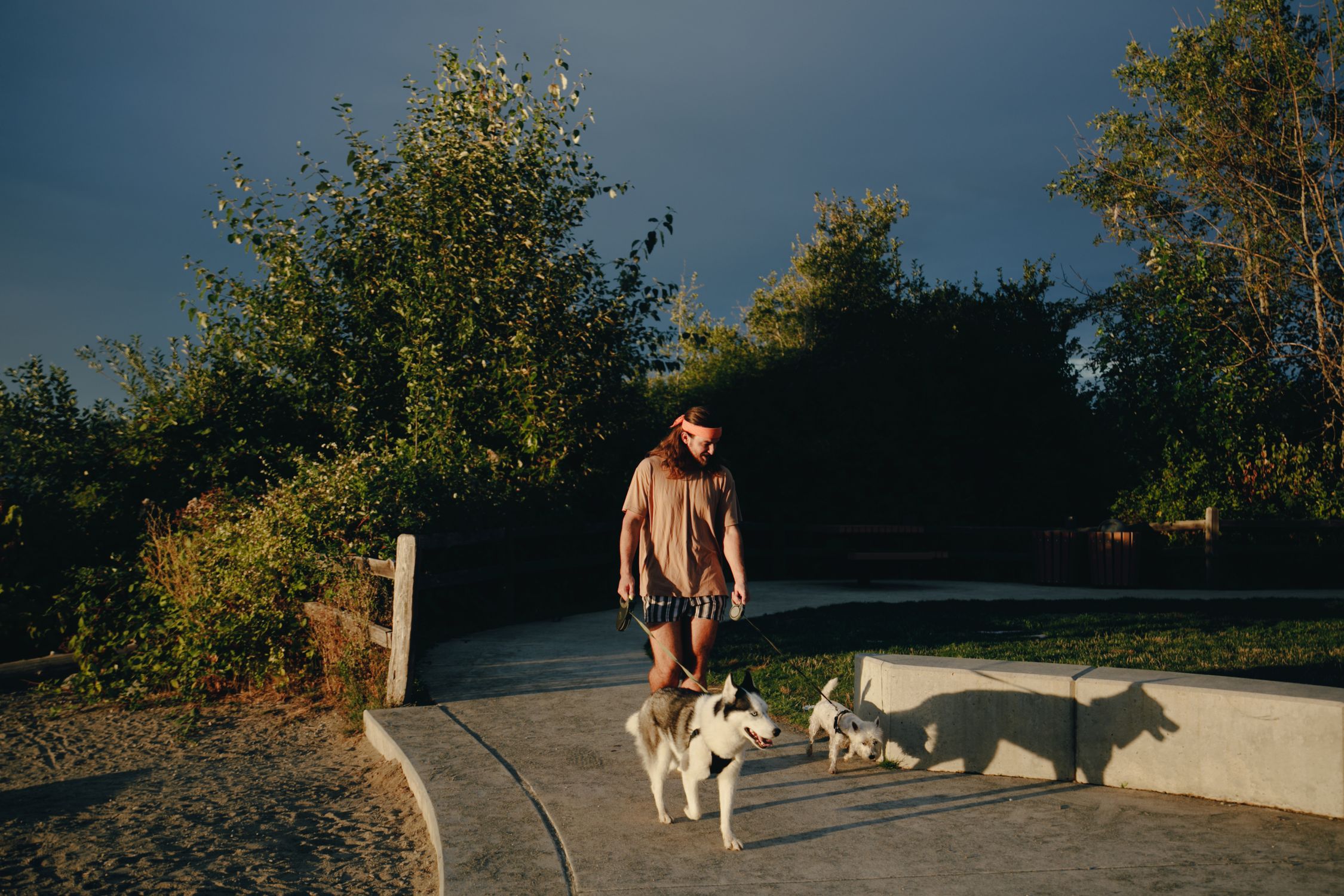 Person strolling with dogs on a sunlit park walkway surrounded by mature trees