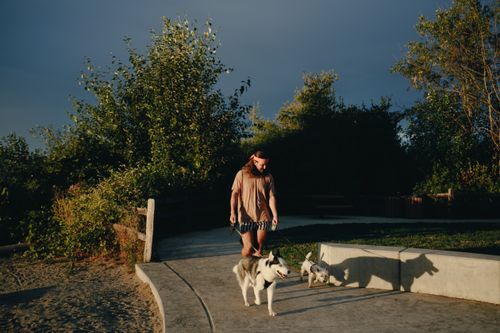 Free A man strolls with dogs on a sunlit park walkway, surrounded by trees. Stock Photo