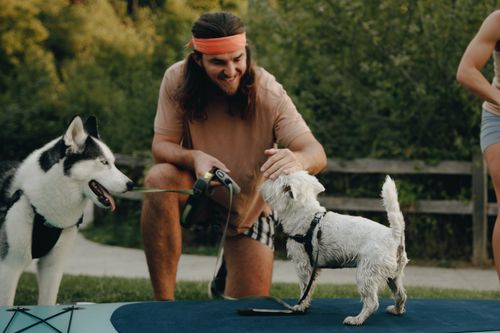 Free Smiling man interacts with two dogs outdoors on a sunny day, enjoying nature and companionship. Stock Photo