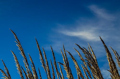 澄んだ青い空の下の緑の小麦