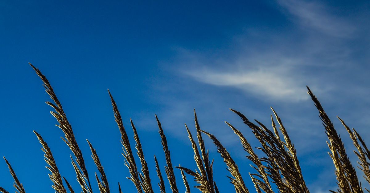 Close-up of golden wheat stalks waving against a clear blue sky, showcasing nature's beauty.