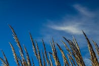 晴朗的蓝天下，金色麦秆的特写镜头摇曳，展现了大自然的美丽