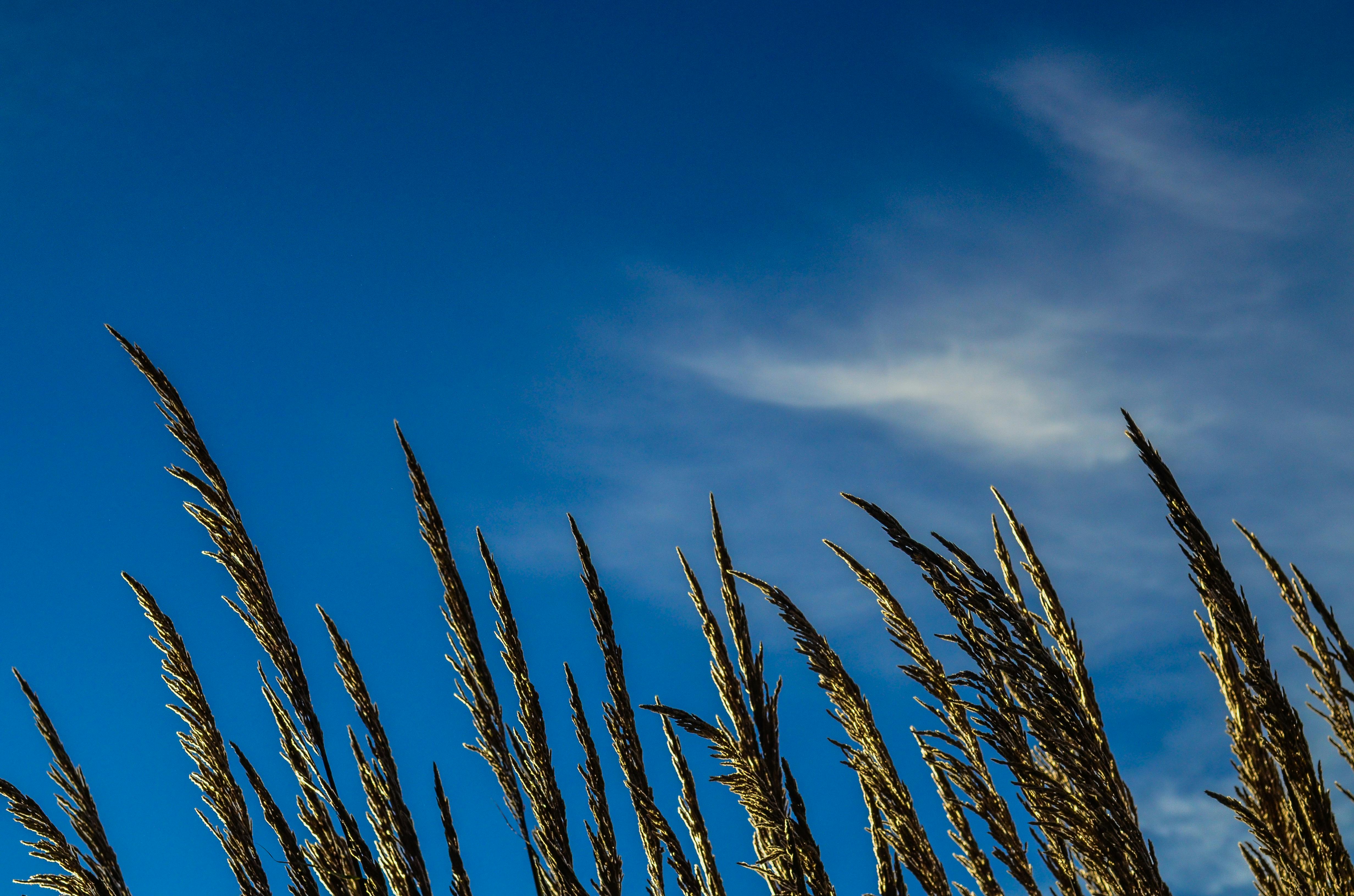 pexels-photo-935501.jpeg?auto=compressu0026cs=tinysrgbu0026dpr=3u0026h=750u0026w=1260