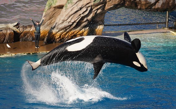 For orca left in limbo, zoo resorts to sexual stimulation to stop inbreeding