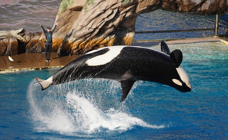 Close-Up Shot Of An Orca At The SeaWorld