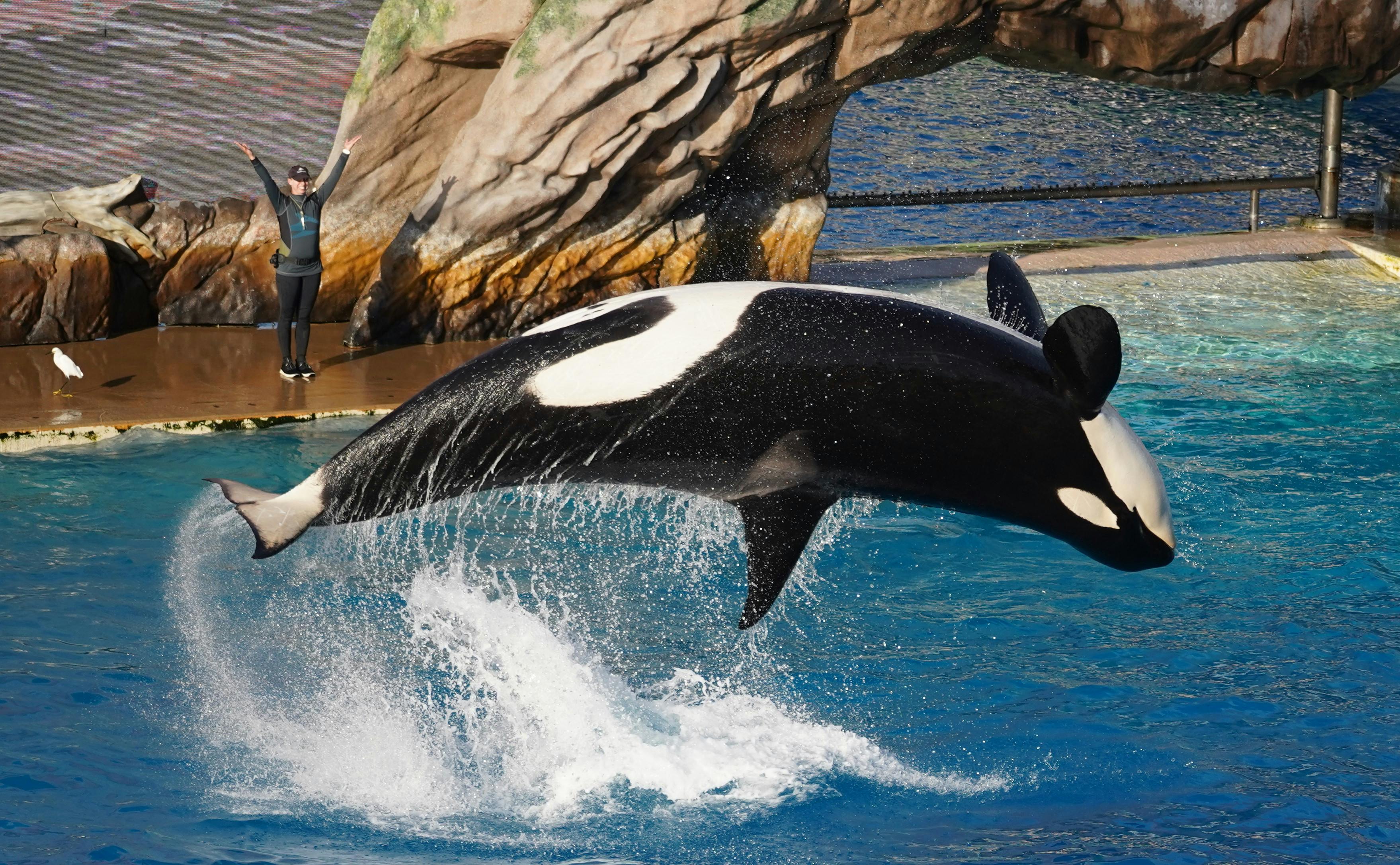 killer whales swimming