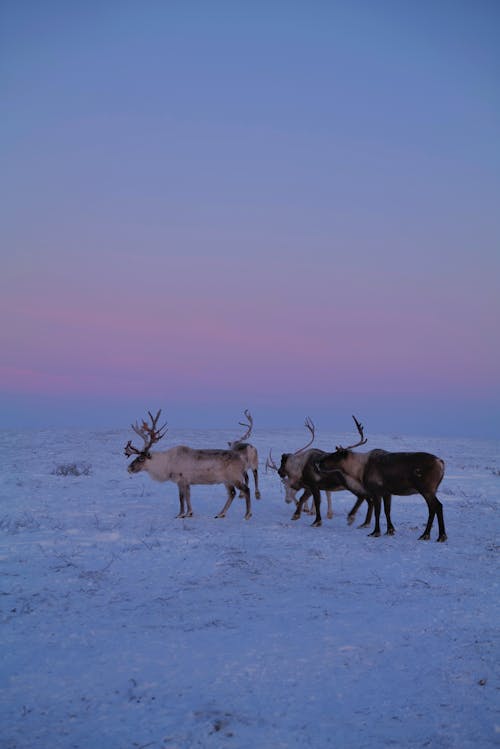 Three Brown Deer on Snow Covered Ground