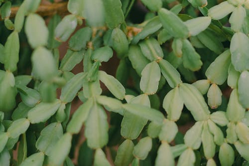 Close Up of Succulent Leaves 