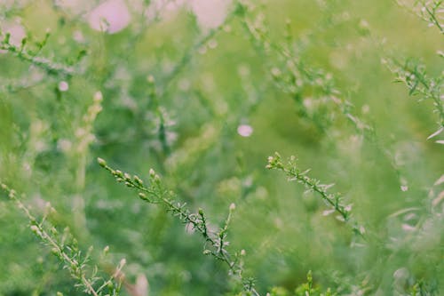 Close-up of Wild Grass 