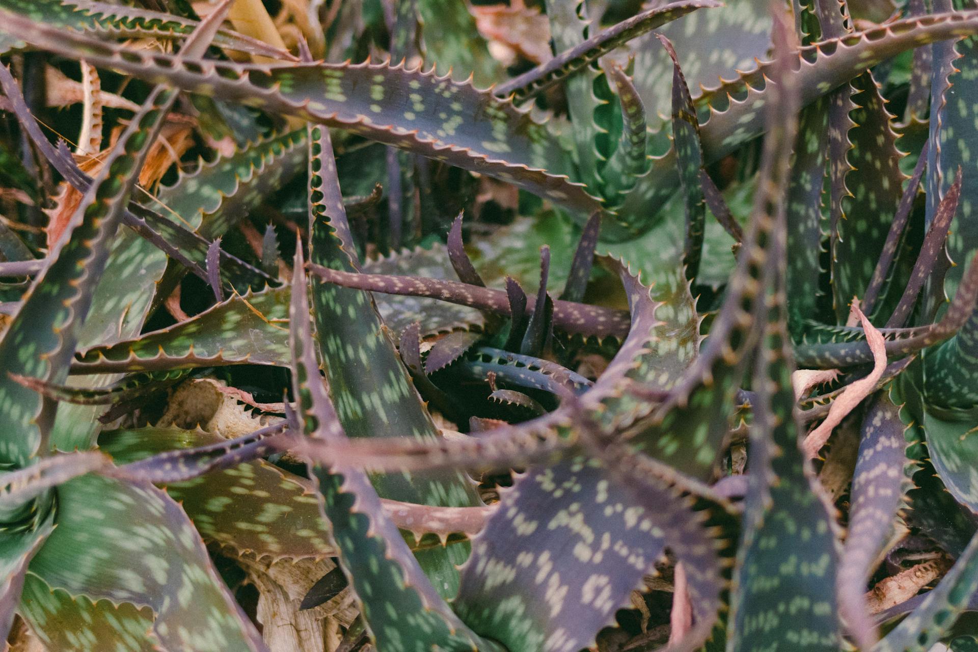 Close-Up Shot of Aloe Vera Plants